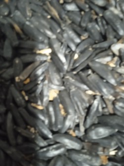  خشکبار | تخمه آفتابگردان تخمه سیاه قلمی