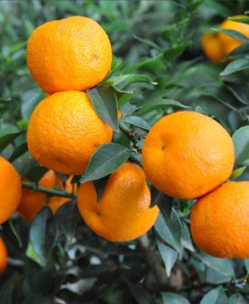  میوه | پرتقال نارنج