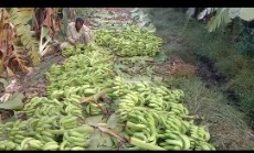  میوه | موز موز صادراتی پاکستان درجه یک