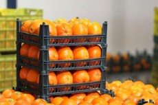  میوه | پرتقال پرتقال تامسون پوست نازک