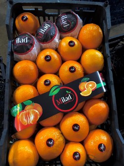  میوه | پرتقال تامسون