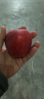  میوه | سیب سیب قرمز فله