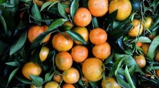  میوه | نارنگی درجه یک