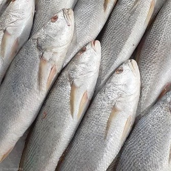  مواد پروتئینی | ماهی ماهی شوریده خلیج فارس