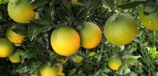  میوه | پرتقال تامسون ارگانیک