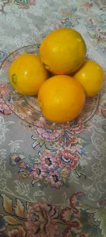  میوه | پرتقال تامسون درجه یک