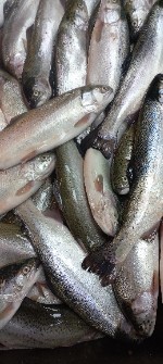  مواد پروتئینی | ماهی ماهی های قزل الا در سایز های مختلف