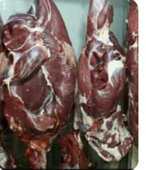  مواد پروتئینی | گوشت گوشت گوساله،بره و مرغ کشتار روز