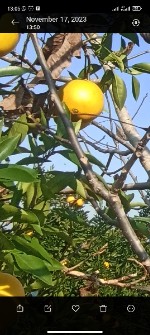  میوه | پرتقال تامسون