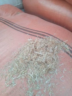  دامپروری | کاه کاه کوبیده گندم دیم