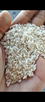  غلات | برنج سرلاشه طارم هاشمی سبزکوفا