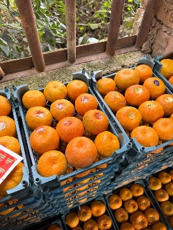  میوه | نارنگی نارنگی درجه 1