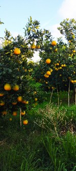  میوه | پرتقال پرتقال تامسون و خونی