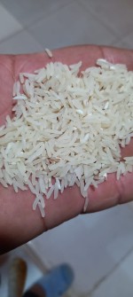  غلات | برنج فجر و هاشمی و شمیم