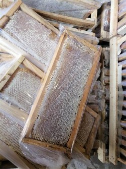  دامپروری | عسل عسل طبیعی کوهی