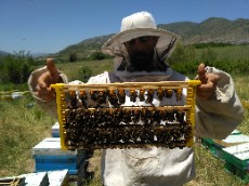  دامپروری | عسل عسل طبیعی فرفیون