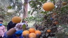  میوه | پرتقال پرتقال بمی