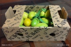  میوه | لیمو ترش لایم کوات