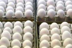  مواد پروتئینی | تخم مرغ تخم مرغ زرده طلایی