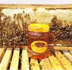  دامپروری | عسل عسل انگبین ..کنار ...چند گیاه