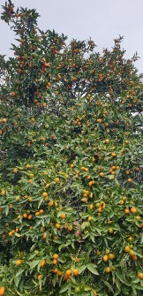 میوه | پرتقال کامکوارت