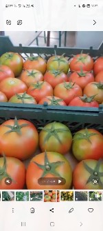  صیفی | گوجه گوجه گلخونه ای وزمینی صادراتی