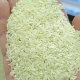  غلات | برنج برنج چمپا محلی میداوود و رامهرمز