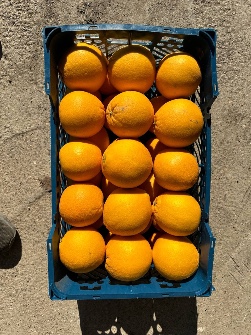  میوه | پرتقال پرتقال تامسون صادراتی