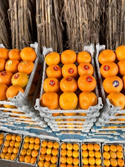  میوه | نارنگی نارنگی
