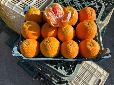  میوه | پرتقال پرتقال کاراکارا