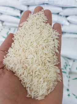 غلات | برنج فجر سوزنی