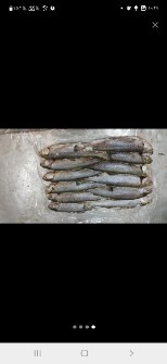  مواد پروتئینی | ماهی ماهی قزل آلای منجمد