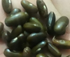  بذر و نهال | بذر بذر لوبیا سبز امریکایی