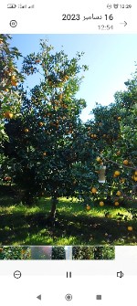  میوه | پرتقال خونی اناری