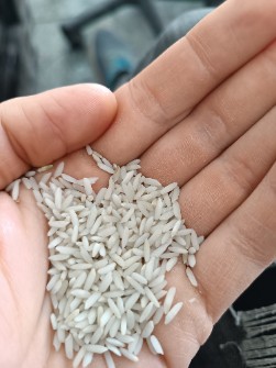  غلات | برنج برنج مرغوب میانه