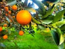 میوه | پرتقال پرتقال شیرین تامسون ارگانیک