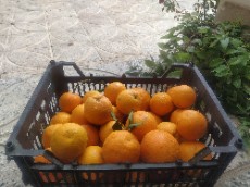  میوه | پرتقال شمالی