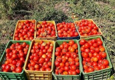  صیفی | گوجه پخش انواع گوجه ب صورت عمده از بوشهر