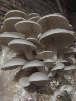  صیفی | قارچ قارچ صدفی سفید