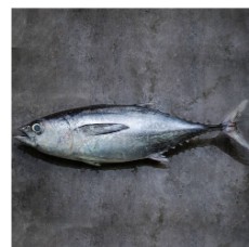 مواد پروتئینی | ماهی ماهی