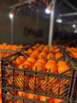  میوه | پرتقال پرتقال تانسون