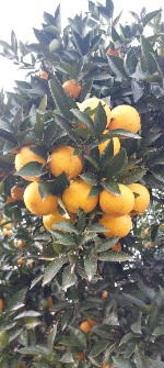  میوه | پرتقال محلی خونی تامسون