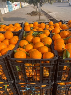  میوه | پرتقال تامسون،پیچ،نارنگی،لیمو،کیوی