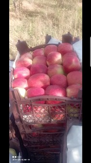  میوه | سیب سیب درختی فرانسوی
