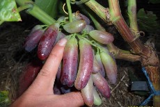  بذر و نهال | نهال ارقام انگور ایرانی و خارجی