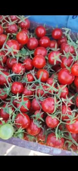  صیفی | گوجه گوجه گیلاسی زمینی