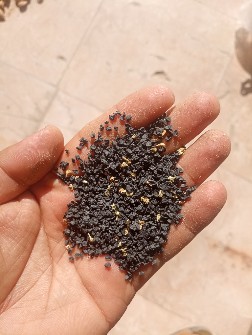  صیفی | پیاز بذر پیاز فلات 6 ماهه