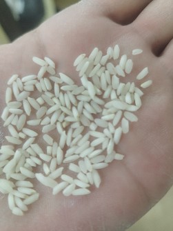  غلات | برنج برنج  عنبربو  شوشتر
