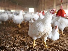  مواد پروتئینی | گوشت مرغ زنده