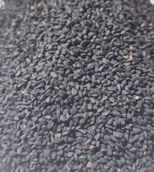  بذر و نهال | بذر سیاهدانه هندی